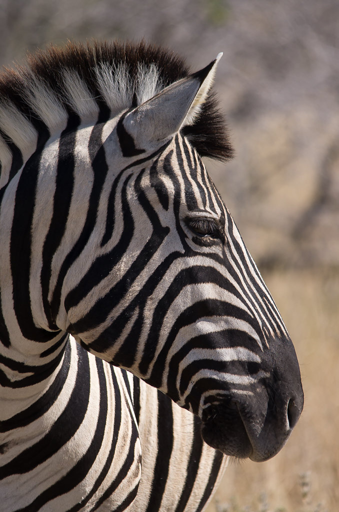 5-3-burkhardt-sylvia-Zebraprofil-Etosha-Namibia