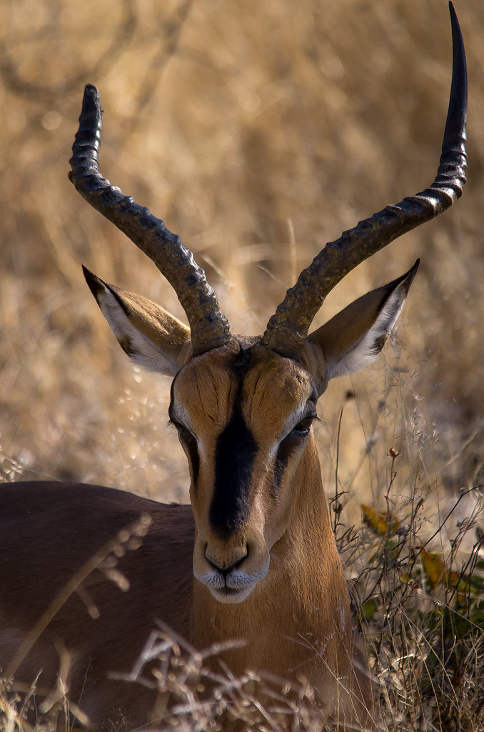 5-4-burkhardt-sylvia-Schwarznasenimpalaruhe-Etosha-Namibia